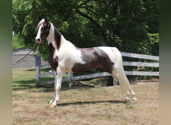 Kentucky Mountain Saddle Horse, Caballo castrado, 7 años, 160 cm, Tobiano-todas las-capas