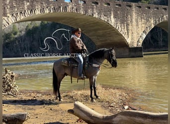 Kentucky Mountain Saddle Horse, Caballo castrado, 8 años, 142 cm, Ruano azulado