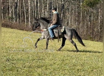 Kentucky Mountain Saddle Horse, Caballo castrado, 8 años, 142 cm, Ruano azulado