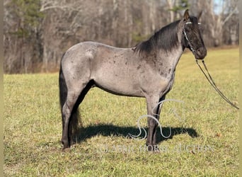 Kentucky Mountain Saddle Horse, Caballo castrado, 8 años, 142 cm, Ruano azulado