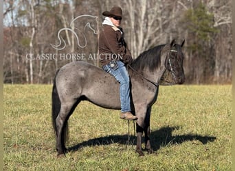 Kentucky Mountain Saddle Horse, Caballo castrado, 8 años, 142 cm, Ruano azulado