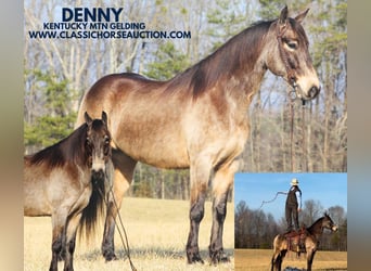 Kentucky Mountain Saddle Horse, Caballo castrado, 8 años, 152 cm, Buckskin/Bayo