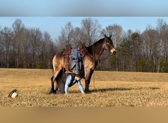 Kentucky Mountain Saddle Horse, Caballo castrado, 8 años, 152 cm, Buckskin/Bayo