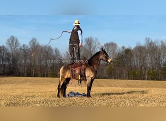 Kentucky Mountain Saddle Horse, Caballo castrado, 8 años, 152 cm, Buckskin/Bayo