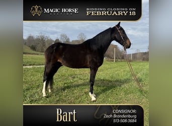 Kentucky Mountain Saddle Horse, Caballo castrado, 8 años, 152 cm, Castaño rojizo