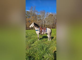 Kentucky Mountain Saddle Horse, Caballo castrado, 8 años, 152 cm, Tordo