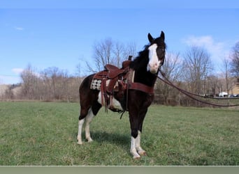 Kentucky Mountain Saddle Horse, Caballo castrado, 9 años, 147 cm, Tobiano-todas las-capas