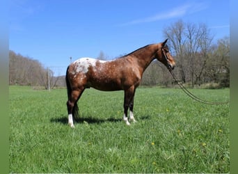 Kentucky Mountain Saddle Horse, Caballo castrado, 9 años, 152 cm, Alazán rojizo