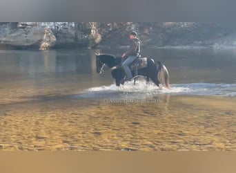 Kentucky Mountain Saddle Horse, Caballo castrado, 9 años, 152 cm, Negro