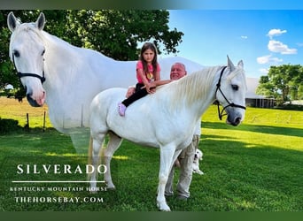Kentucky Mountain Saddle Horse, Castrone, 10 Anni, 152 cm, Bianco