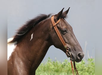 Kentucky Mountain Saddle Horse, Castrone, 10 Anni, 152 cm, Tobiano-tutti i colori