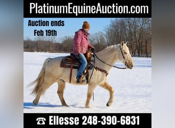 Kentucky Mountain Saddle Horse, Castrone, 10 Anni, 155 cm, Palomino