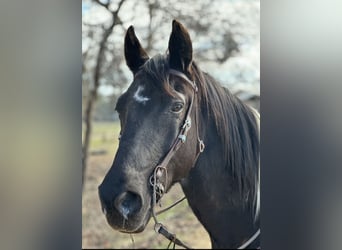 Kentucky Mountain Saddle Horse, Castrone, 10 Anni, 163 cm, Pezzato