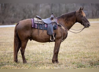 Kentucky Mountain Saddle Horse, Castrone, 10 Anni, Baio