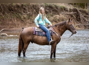 Kentucky Mountain Saddle Horse, Castrone, 10 Anni, Baio