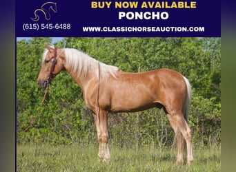 Kentucky Mountain Saddle Horse, Castrone, 11 Anni, 142 cm, Palomino