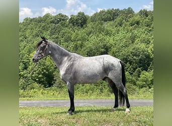 Kentucky Mountain Saddle Horse, Castrone, 11 Anni, 142 cm, Roano blu