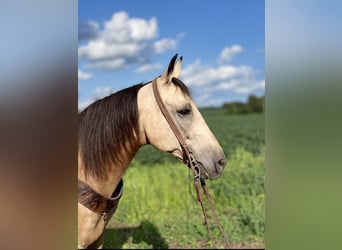 Kentucky Mountain Saddle Horse, Castrone, 11 Anni, 152 cm, Pelle di daino