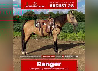 Kentucky Mountain Saddle Horse, Castrone, 11 Anni, 152 cm, Pelle di daino