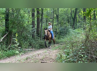 Kentucky Mountain Saddle Horse, Castrone, 11 Anni, 152 cm, Pelle di daino