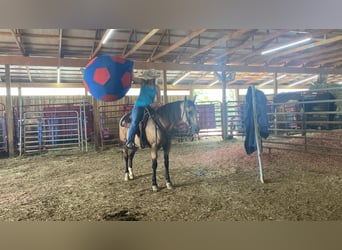 Kentucky Mountain Saddle Horse, Castrone, 11 Anni, 152 cm, Pelle di daino