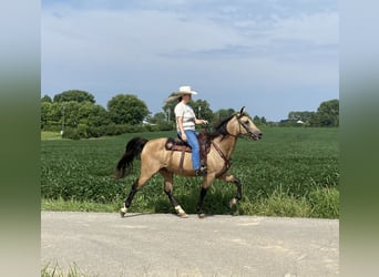 Kentucky Mountain Saddle Horse, Castrone, 11 Anni, 152 cm, Pelle di daino