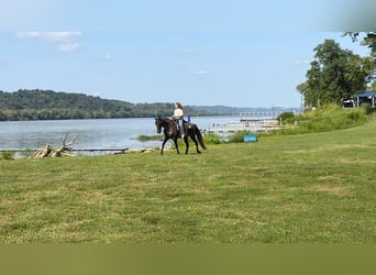 Kentucky Mountain Saddle Horse, Castrone, 11 Anni, 152 cm, Roano blu