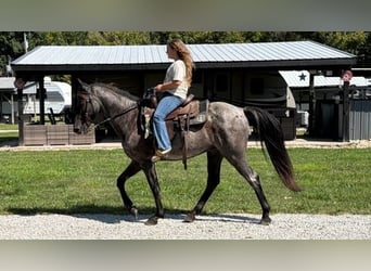 Kentucky Mountain Saddle Horse, Castrone, 11 Anni, 152 cm, Roano blu