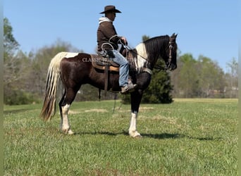 Kentucky Mountain Saddle Horse, Castrone, 11 Anni, 152 cm, Tobiano-tutti i colori