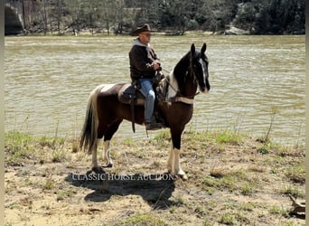 Kentucky Mountain Saddle Horse, Castrone, 11 Anni, 152 cm, Tobiano-tutti i colori
