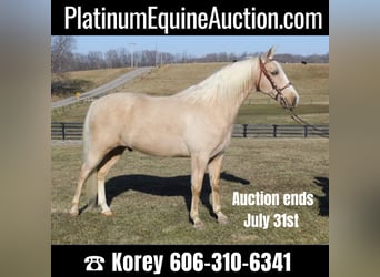 Kentucky Mountain Saddle Horse, Castrone, 11 Anni, 157 cm, Palomino