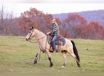 Kentucky Mountain Saddle Horse, Castrone, 11 Anni, Pelle di daino