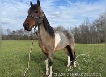 Kentucky Mountain Saddle Horse, Castrone, 12 Anni, 142 cm, Baio ciliegia