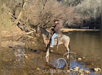 Kentucky Mountain Saddle Horse, Castrone, 12 Anni, 142 cm, Baio ciliegia