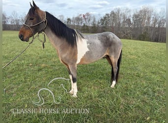 Kentucky Mountain Saddle Horse, Castrone, 12 Anni, 142 cm, Baio ciliegia