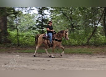 Kentucky Mountain Saddle Horse, Castrone, 12 Anni, 142 cm, Champagne