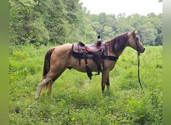 Kentucky Mountain Saddle Horse, Castrone, 12 Anni, 142 cm, Champagne