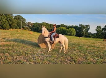 Kentucky Mountain Saddle Horse, Castrone, 12 Anni, 142 cm, Cremello