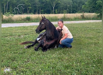 Kentucky Mountain Saddle Horse, Castrone, 12 Anni, 142 cm, Morello
