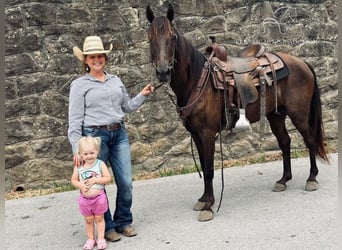 Kentucky Mountain Saddle Horse, Castrone, 12 Anni, 142 cm, Morello