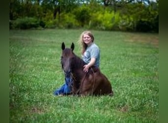 Kentucky Mountain Saddle Horse, Castrone, 12 Anni, 142 cm, Morello