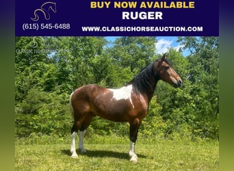 Kentucky Mountain Saddle Horse, Castrone, 12 Anni, 152 cm, Baio ciliegia