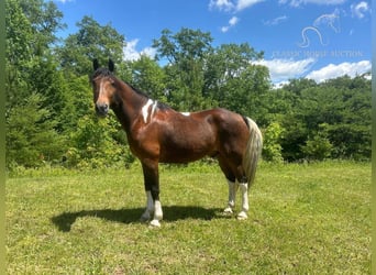 Kentucky Mountain Saddle Horse, Castrone, 12 Anni, 152 cm, Baio ciliegia