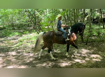 Kentucky Mountain Saddle Horse, Castrone, 12 Anni, 152 cm, Baio ciliegia