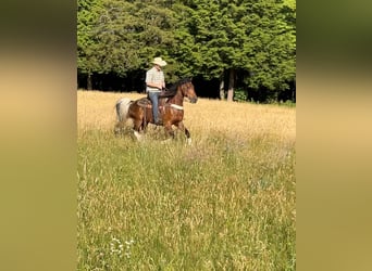 Kentucky Mountain Saddle Horse, Castrone, 12 Anni, 152 cm, Baio ciliegia