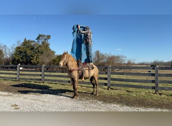 Kentucky Mountain Saddle Horse, Castrone, 12 Anni, 152 cm, Champagne