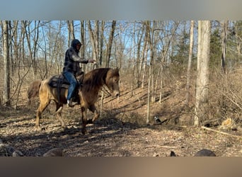 Kentucky Mountain Saddle Horse, Castrone, 12 Anni, 152 cm, Champagne