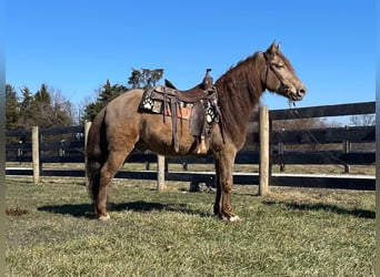 Kentucky Mountain Saddle Horse, Castrone, 12 Anni, 152 cm, Champagne