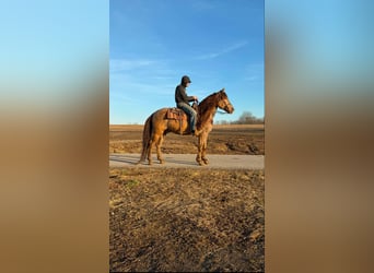 Kentucky Mountain Saddle Horse, Castrone, 12 Anni, 152 cm, Champagne