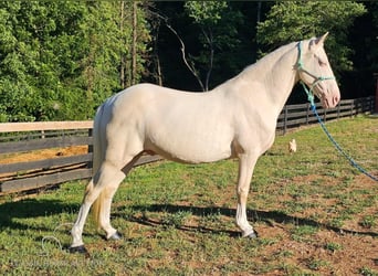 Kentucky Mountain Saddle Horse, Castrone, 13 Anni, 142 cm, Cremello